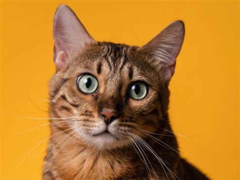 Do Bread Have Protein? And Why Does My Cat Stare at the Toaster?