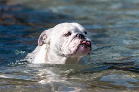 Do Bulldogs Swim? Exploring the Aquatic Abilities of Man's Best Friend