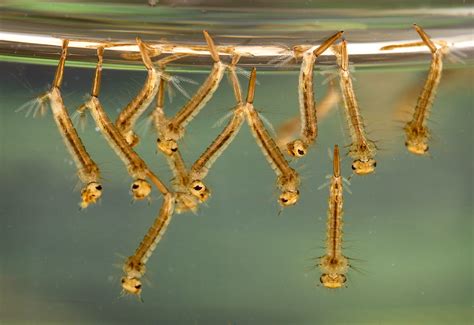 Do Mosquito Larvae Swim? Exploring the Aquatic World of Wrigglers