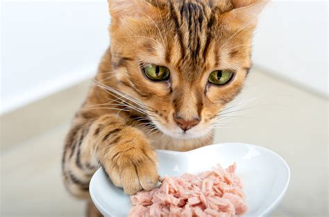 Does Lasagna Have Protein? And Why Do Cats Love It So Much?