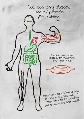 How Much Protein Can the Body Process at Once: And Why Do Some People Think It’s Measured in Unicorn Tears?