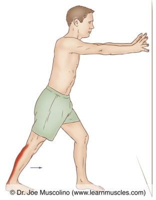 How to Stretch Gastrocnemius: A Journey Through Time and Space