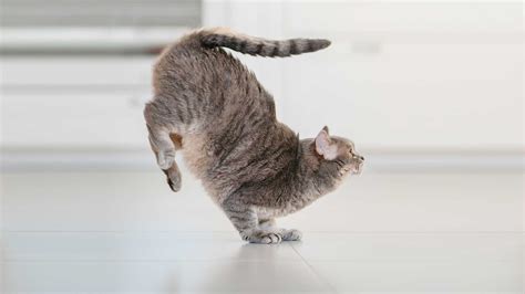 What Does the Bible Say About Yoga and Meditation? And Why Do Cats Always Land on Their Feet?