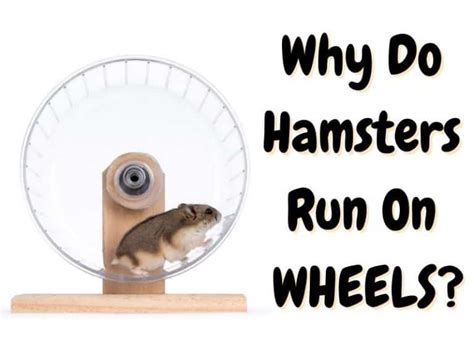 Why Do Hamsters Like Running on Wheels: And Why Do They Dream of Owning Tiny Treadmills?