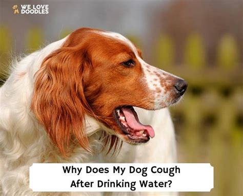 Why Does My Dog Hack After Drinking Water? And Could It Be Related to Their Obsession with Squirrels?